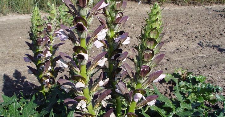 Acanthus 'Hollande du Nord'